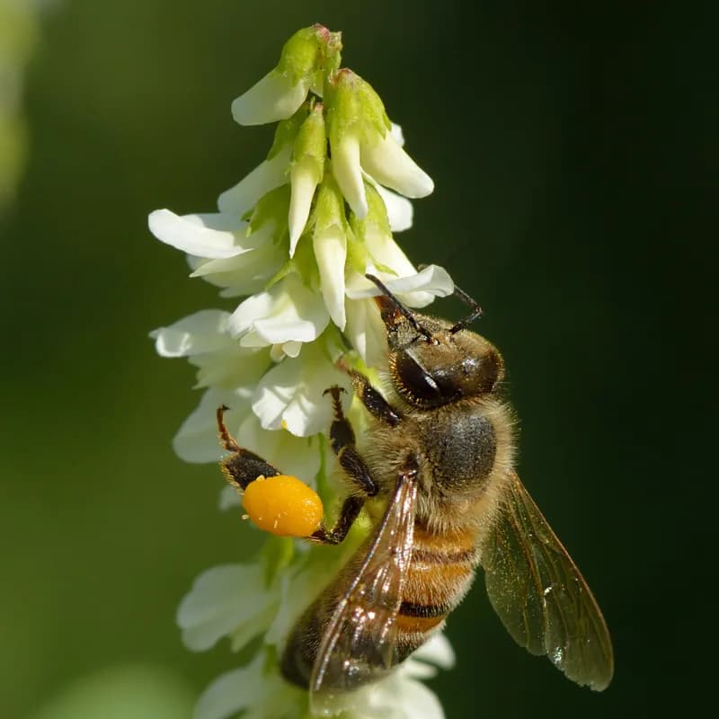 Bee Pollen