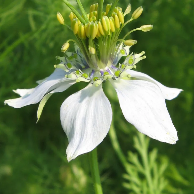 Black Seed (Nigella Sativa)