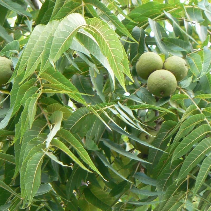 Black Walnut Leaf