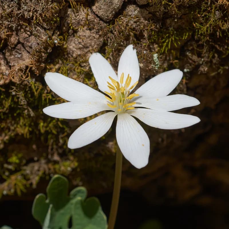 Bloodroot