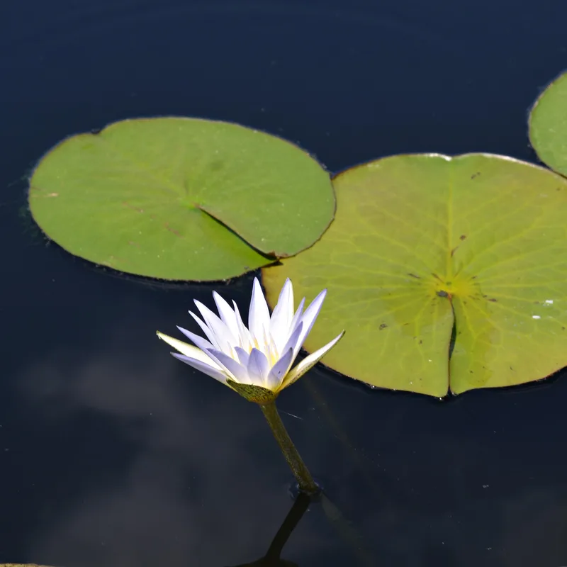 Blue Lotus