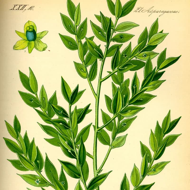Butcher's Broom Root