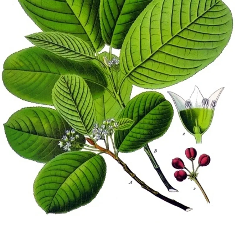Cascara Sagrada Bark