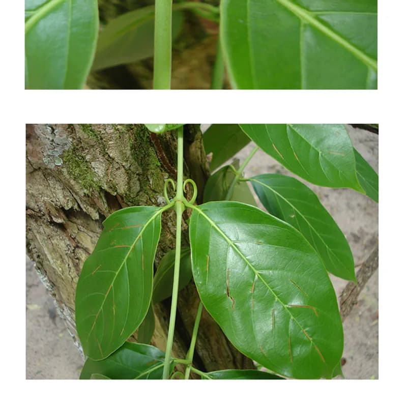 Cat's Claw Bark