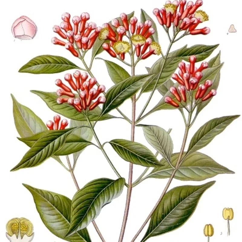 Cloves