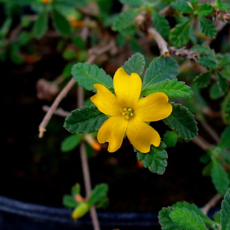 Damiana Leaf