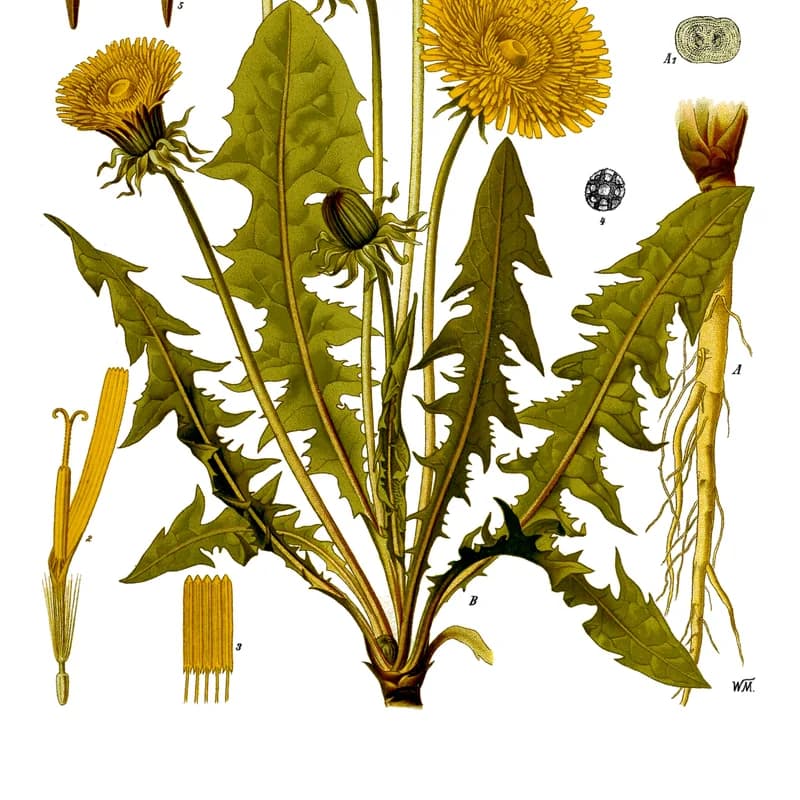 Dandelion Leaf