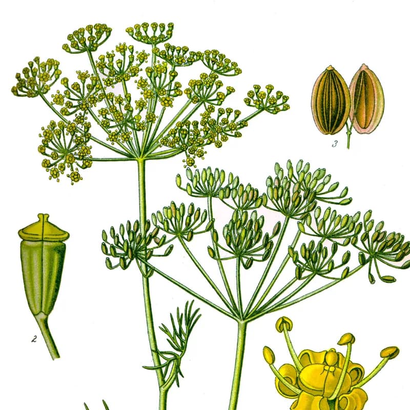 Dill Weed