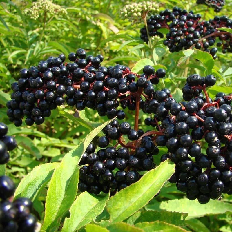 Elderberry