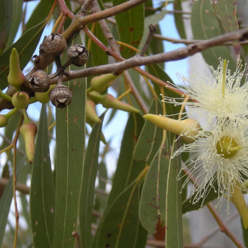 Eucalyptus Leaf