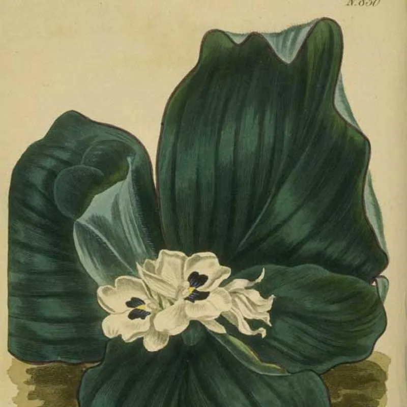 Galangal Root