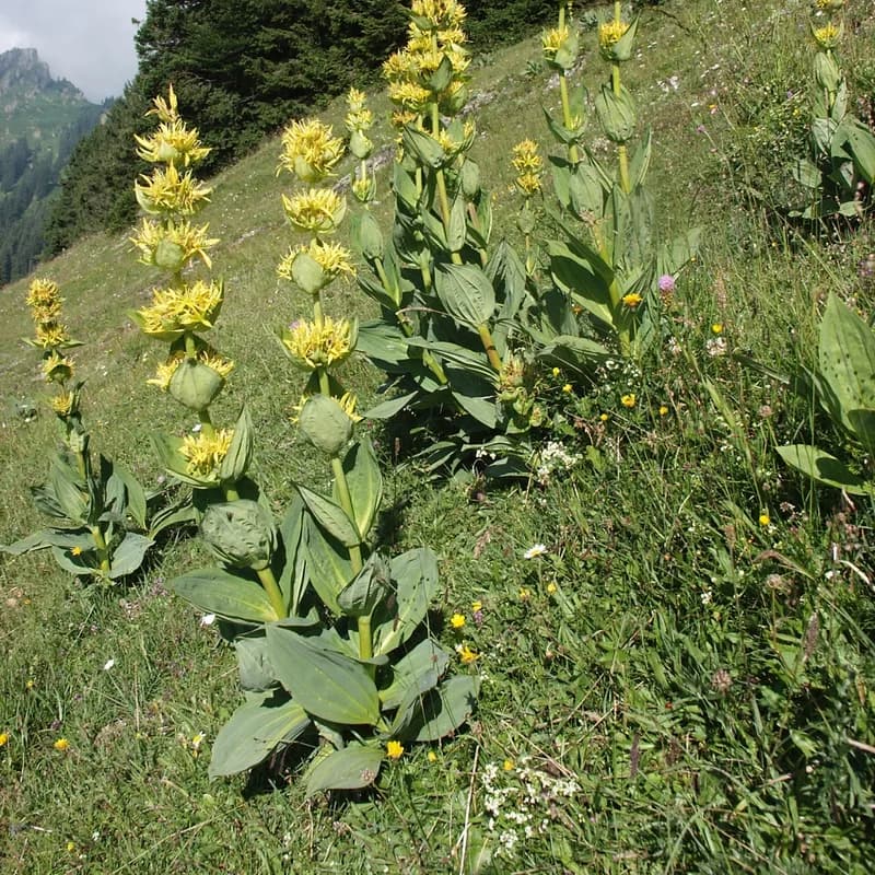 Gentian Root
