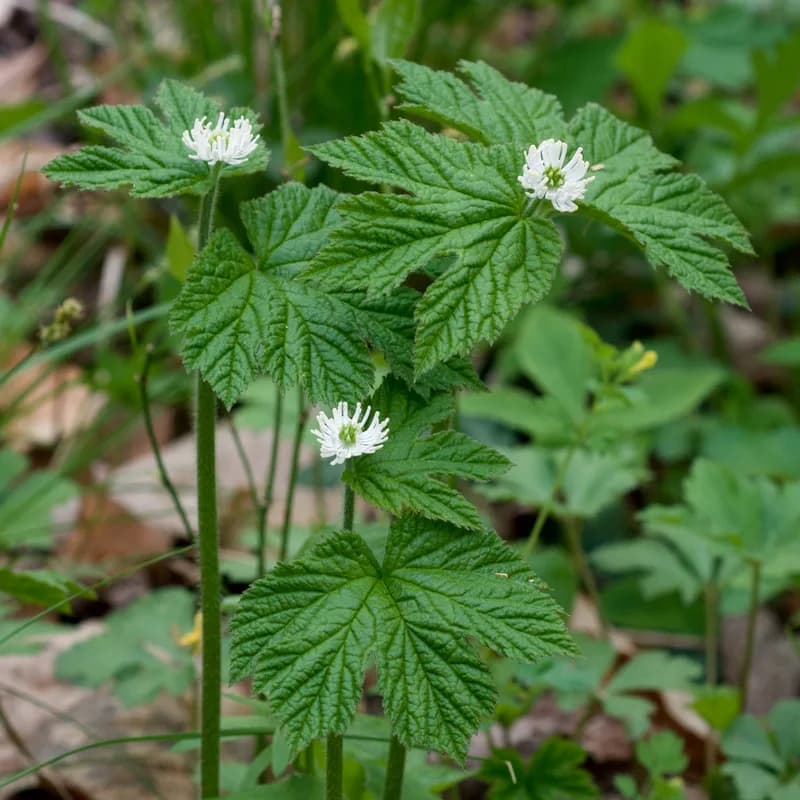 Goldenseal