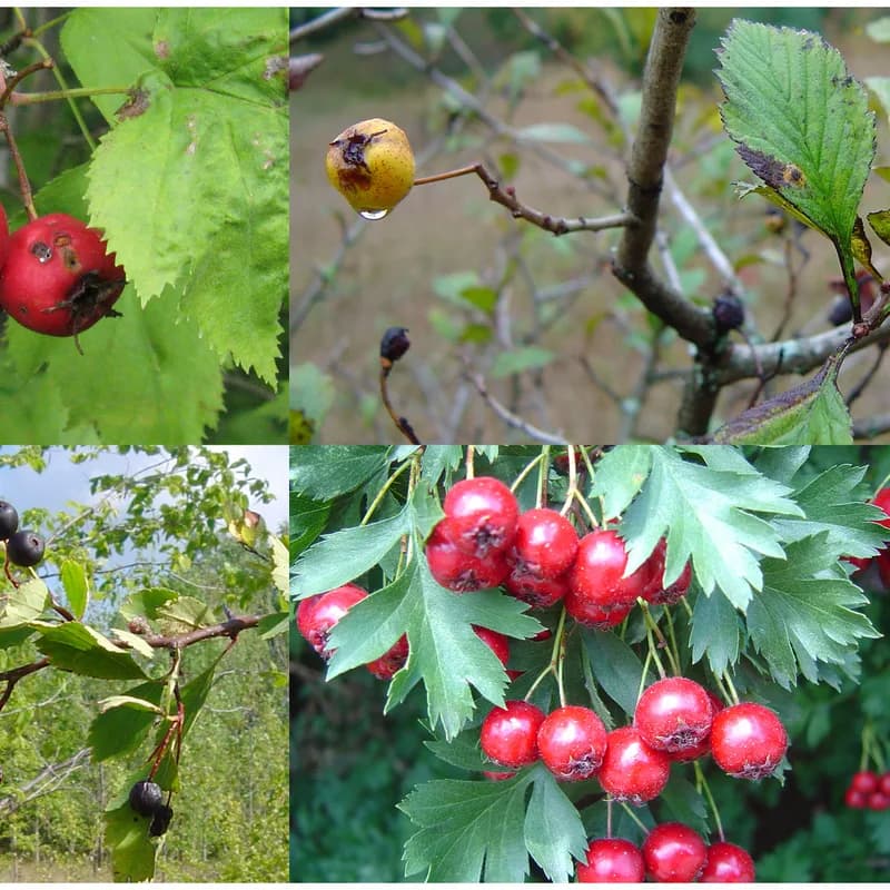 Hawthorn Berry