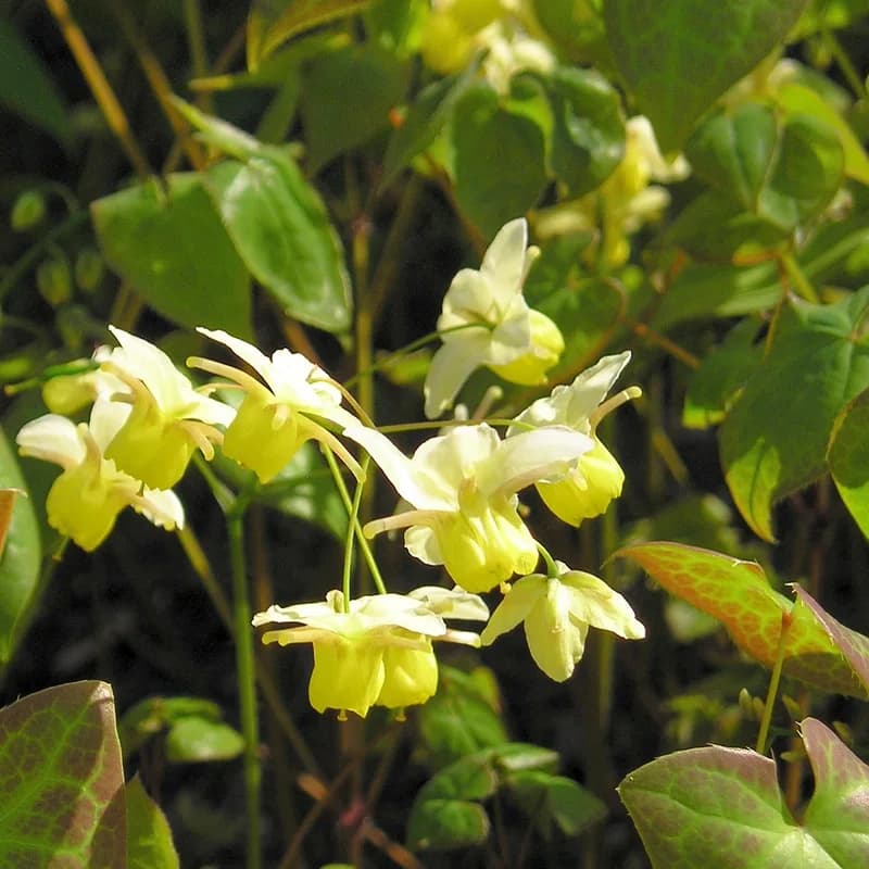 Horny Goat Weed
