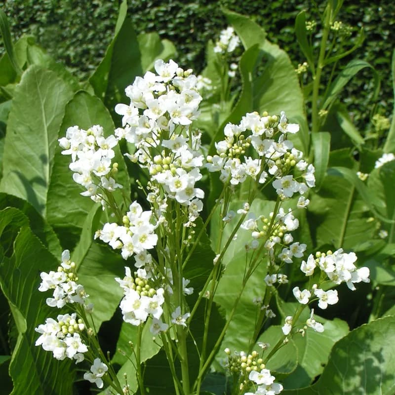 Horseradish Root