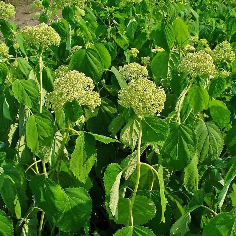 Hydrangea Root