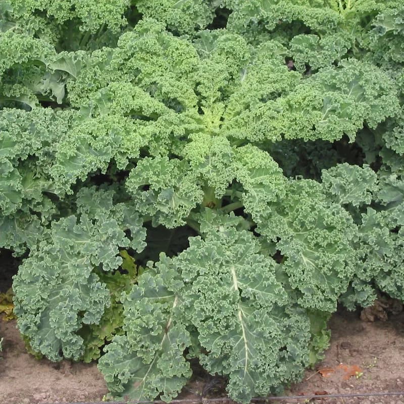 Kale Leaf