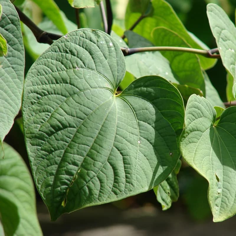 Kava Kava Root