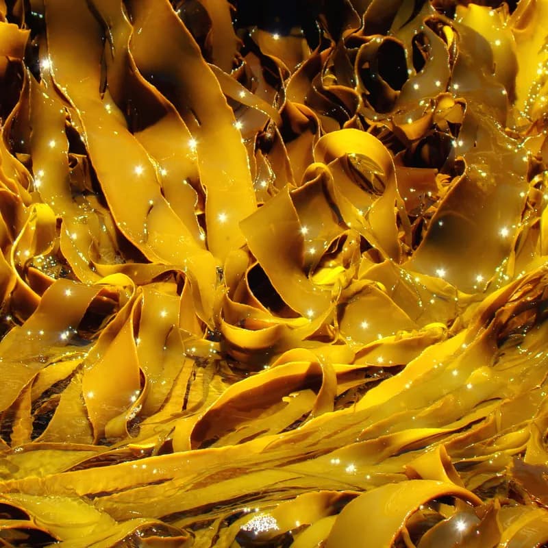 Kelp
