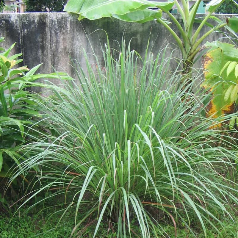 Lemongrass