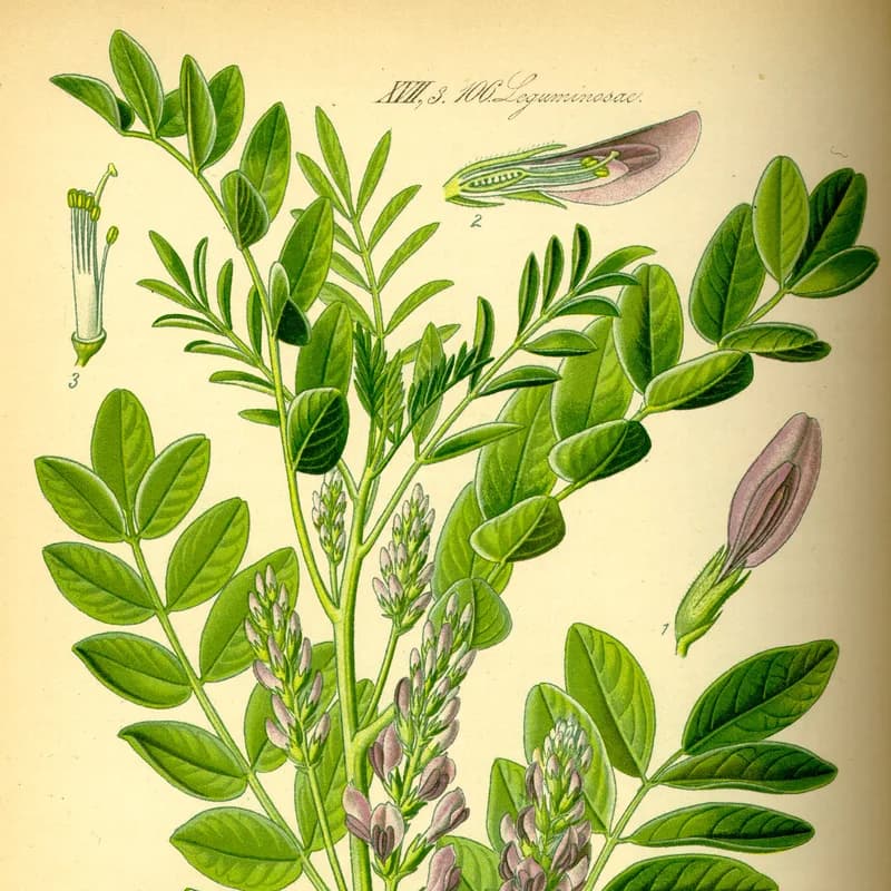 Licorice Root