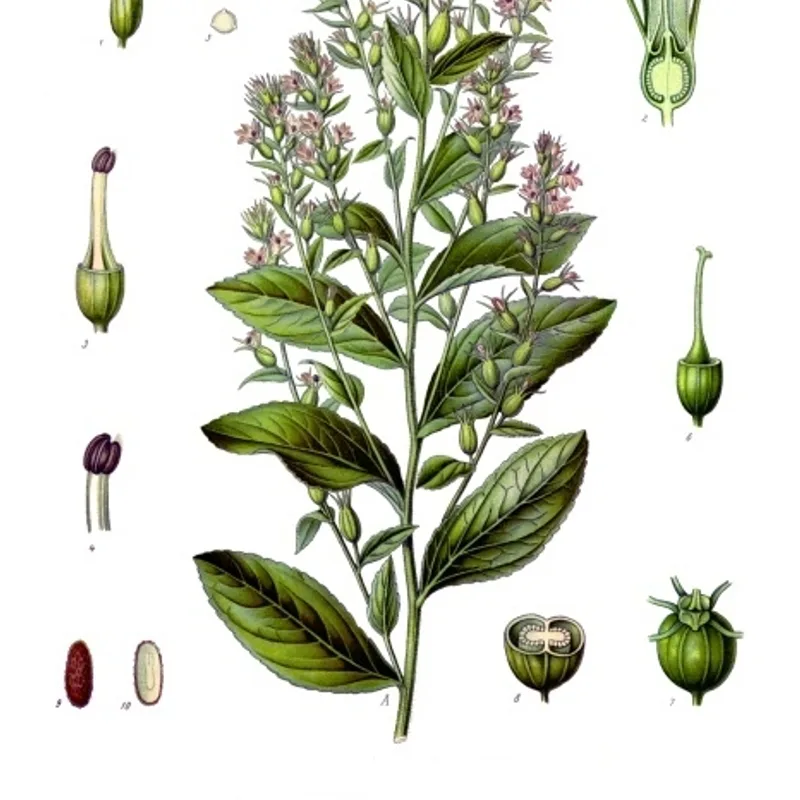 Lobelia Herb