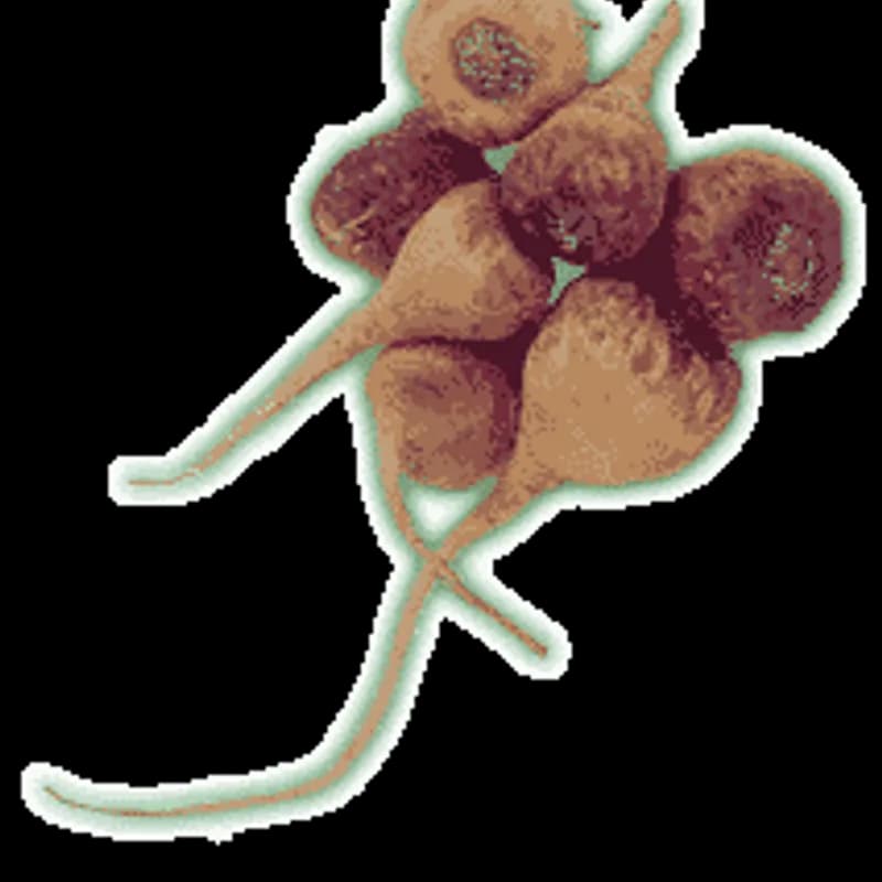 Maca Root