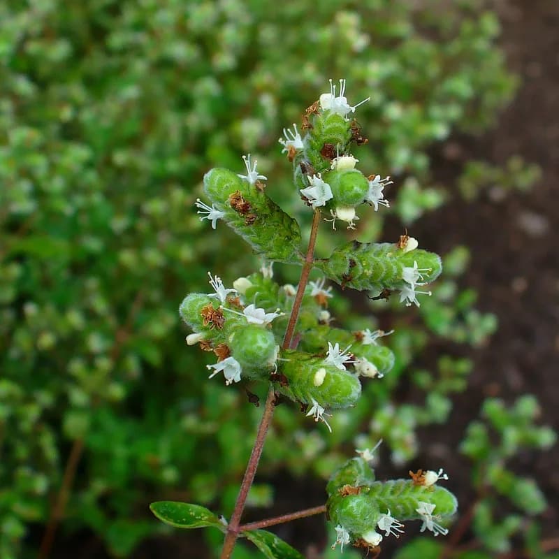 Marjoram Leaf
