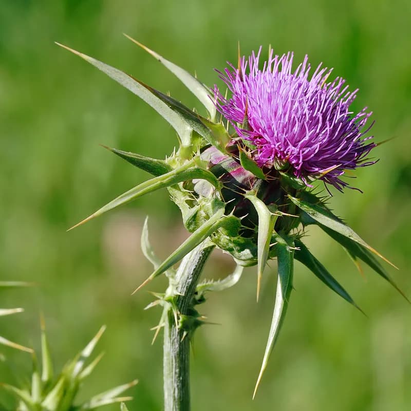 Milk Thistle Seed