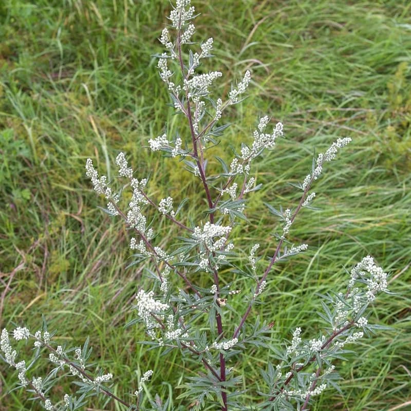 Mugwort Herb