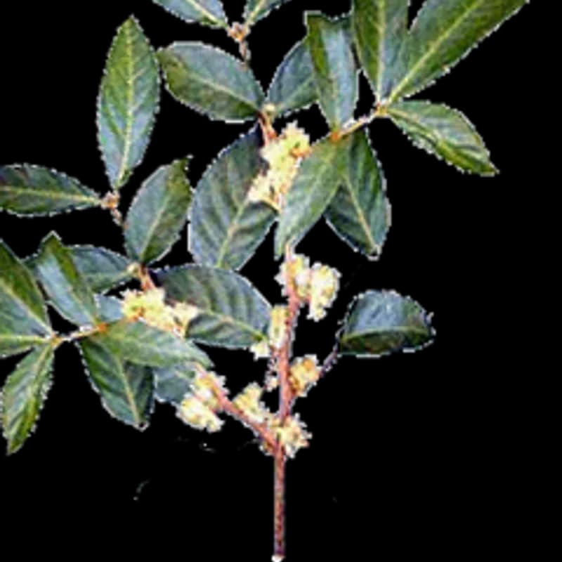 Muira Puama