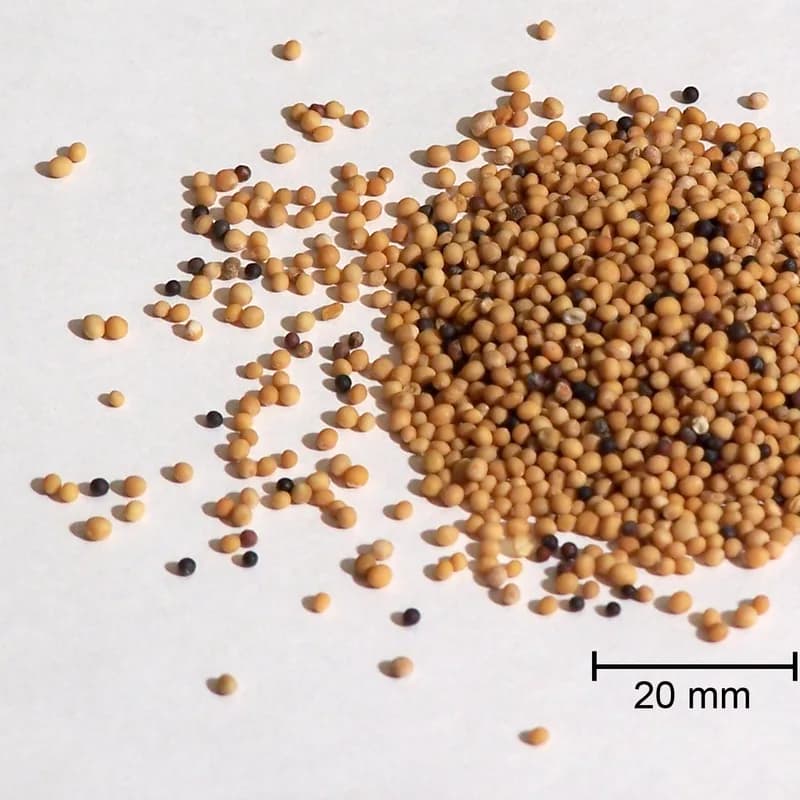 Mustard Seed