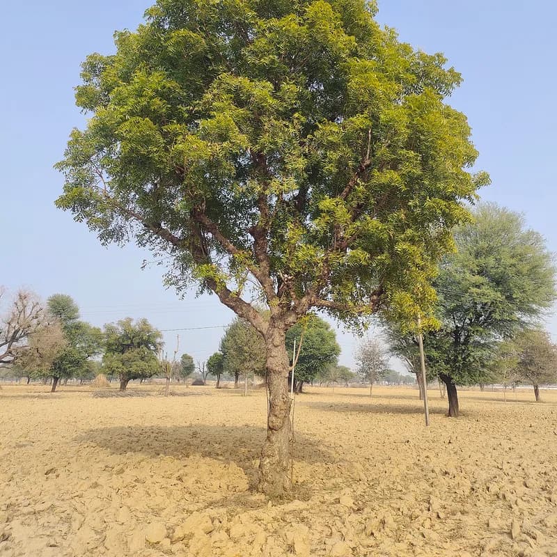 Neem Leaf