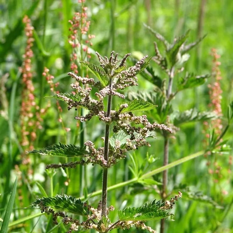 Nettle Root