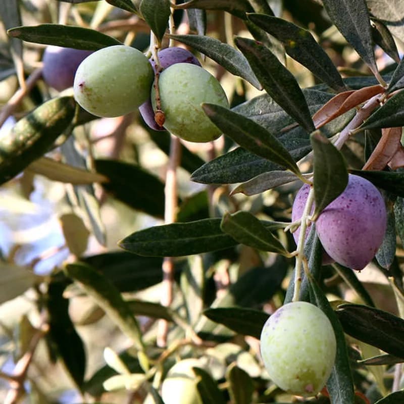 Olive Leaf