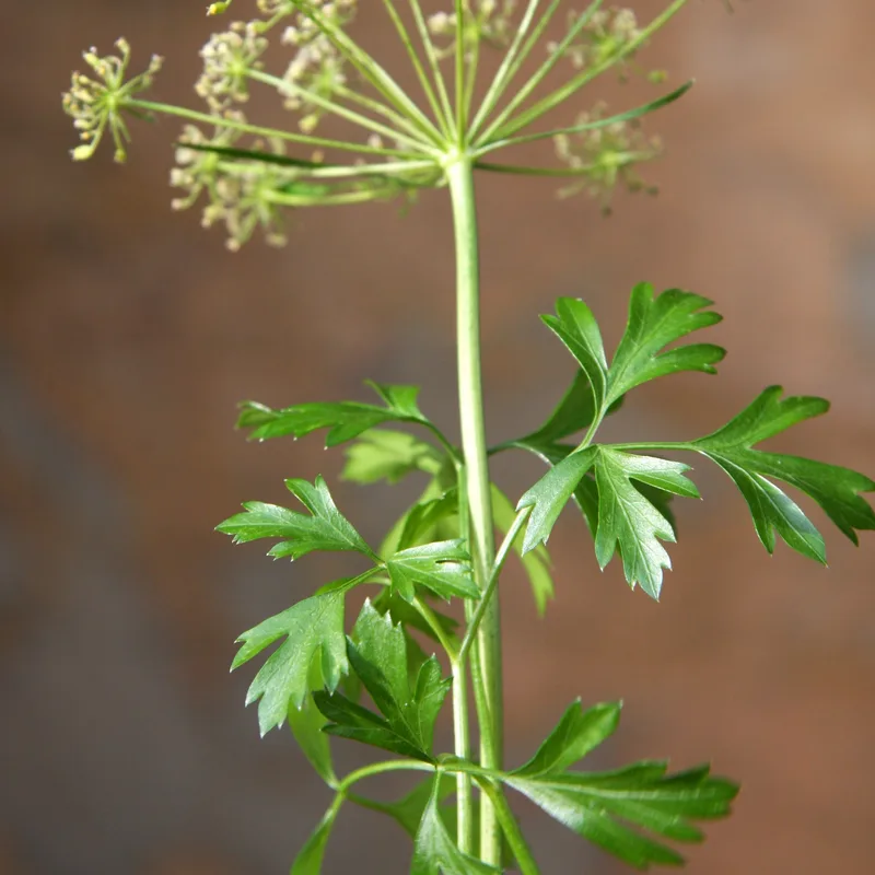 Parsley Leaf