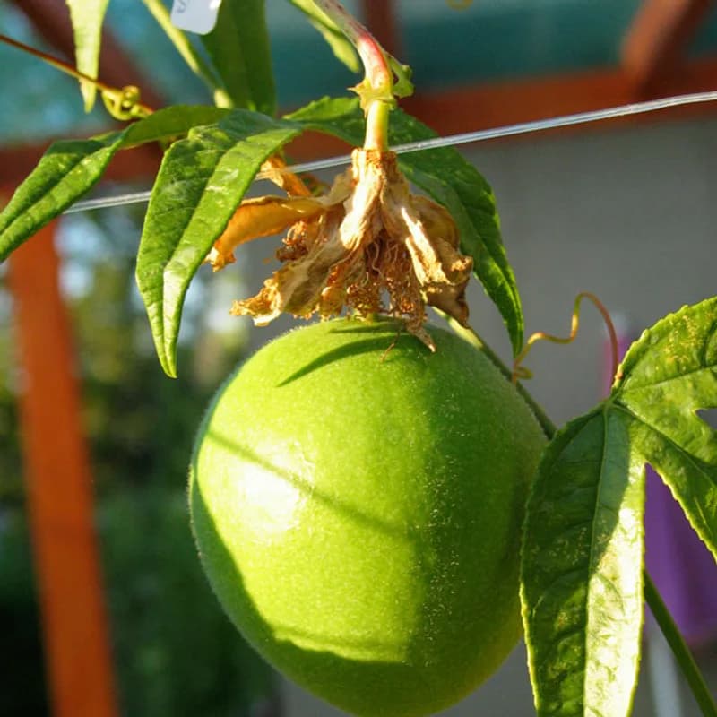 Passion Flower Herb