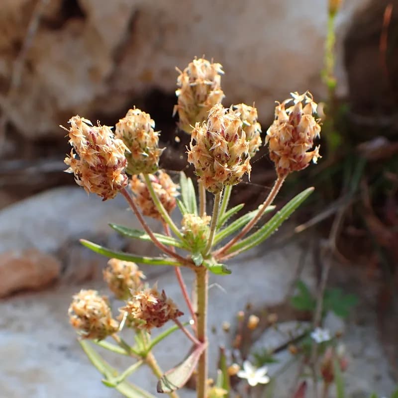 Psyllium Husk