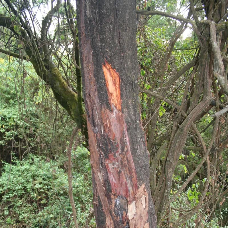 Pygeum Bark