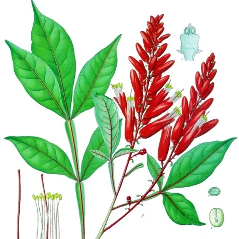 Quassia Wood