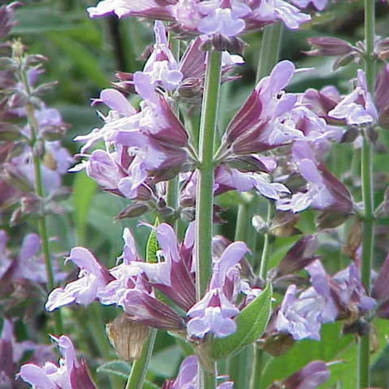 Sage Leaf