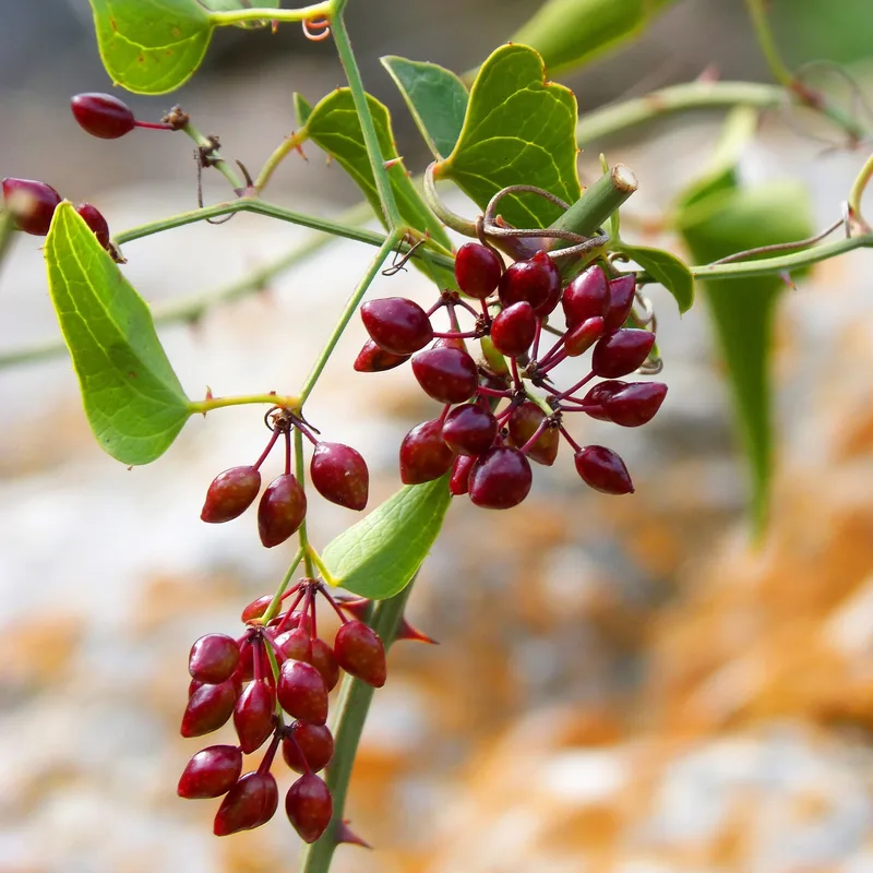 Sarsaparilla Root