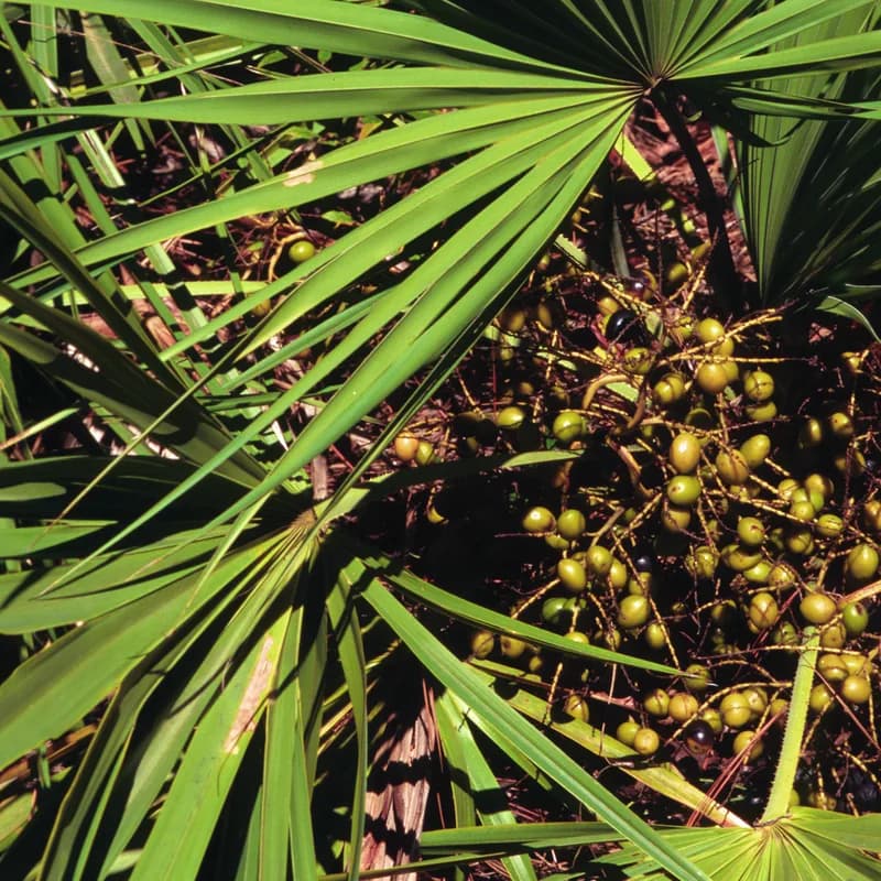 Saw Palmetto Berry