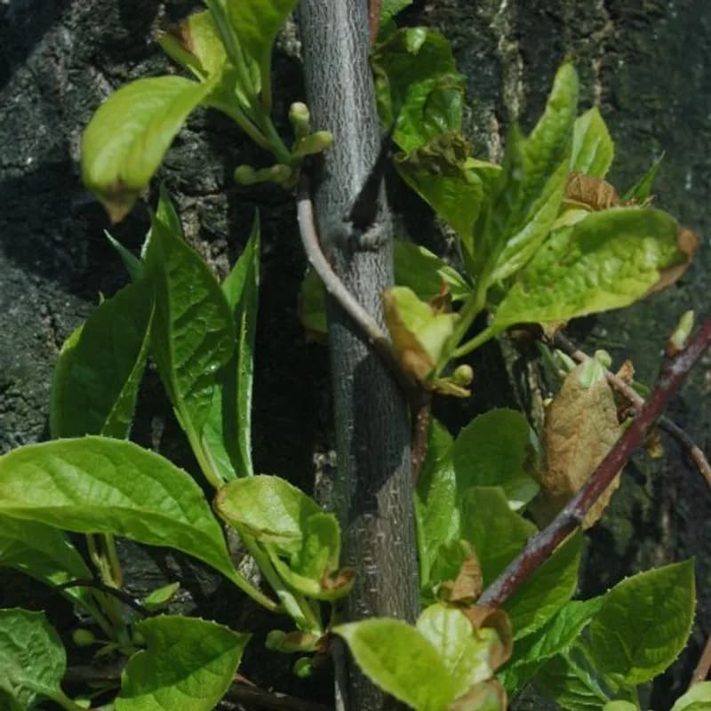 Schisandra Berry