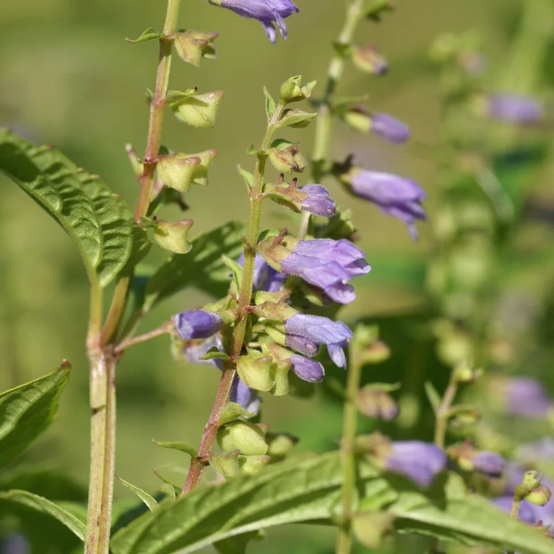 Skullcap Herb