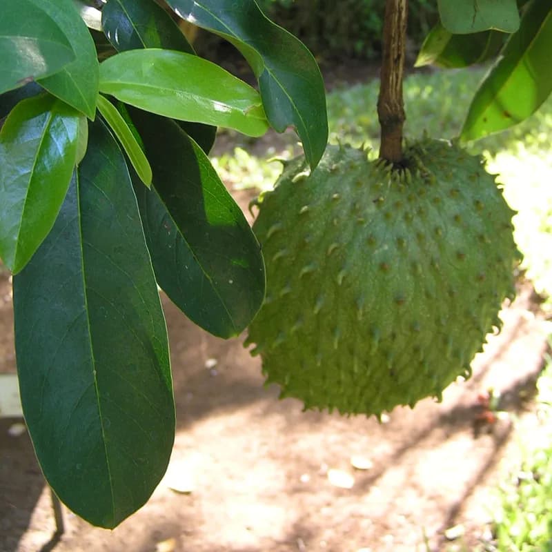 Soursop Leaf