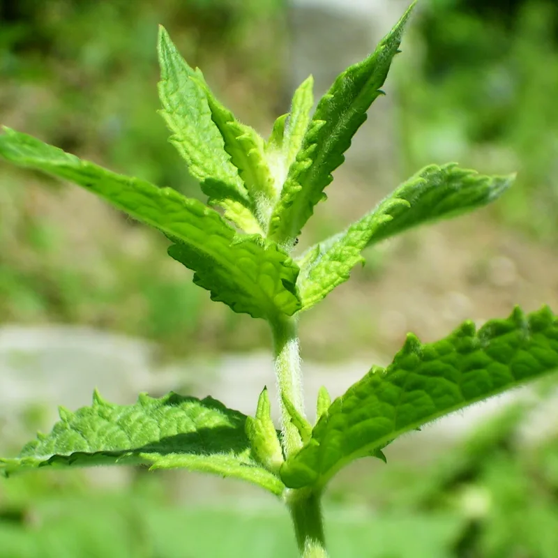 Spearmint Leaf