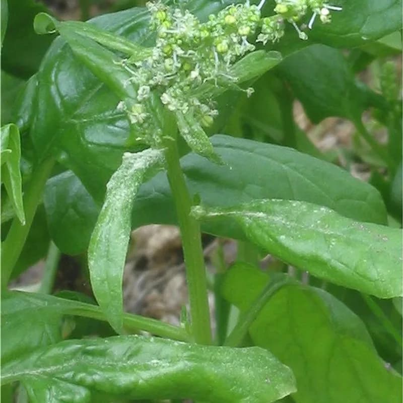 Spinach Leaf