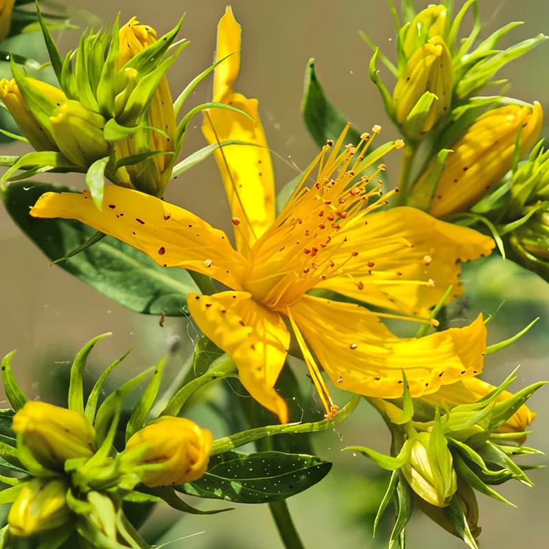 St. John's Wort